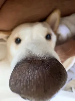 MEWTWO 059/159 HOLO RARE CROWN ZENITH POKEMON NM - Image 4