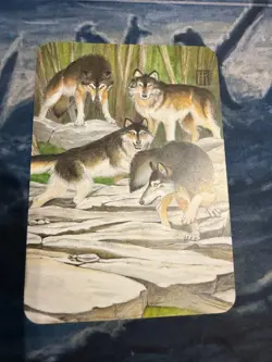 Grey Wolves - Alpha Ordinary Foil Sorcery: Contested Realm - Image 2