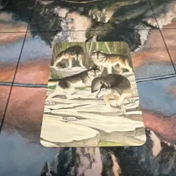 Grey Wolves - Alpha Ordinary Foil Sorcery: Contested Realm - Image 4