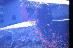 YuGiOh Megarock Dragon 1ST ED SD7-EN012 NM FREE SH - Image 1